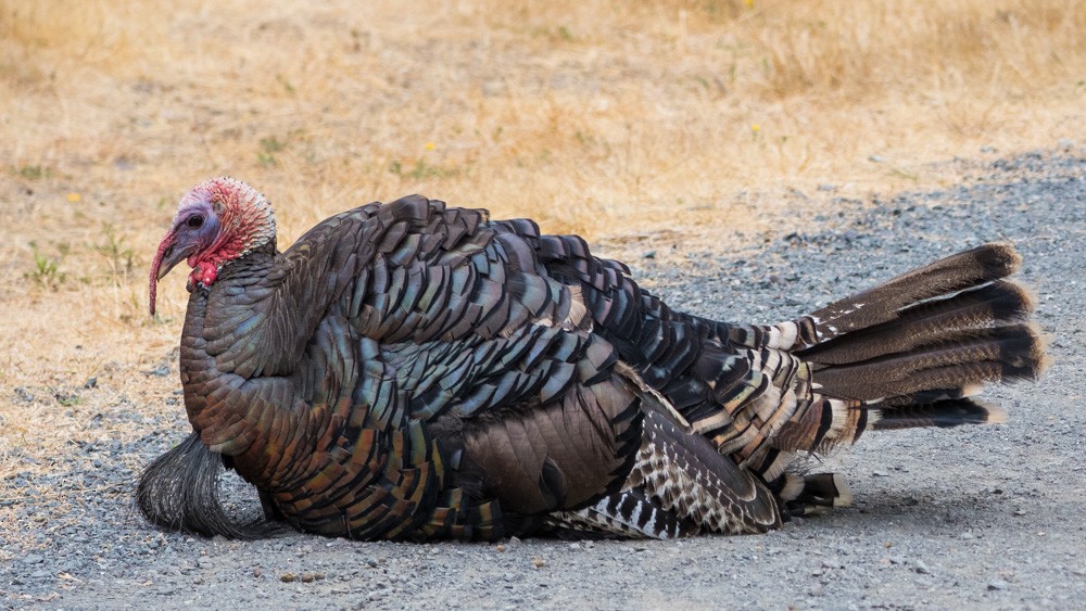 Wild Turkey - Jim Dehnert