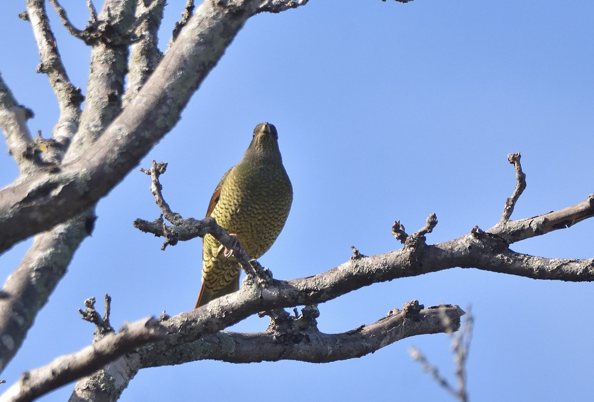 Satin Bowerbird - Anthony Katon