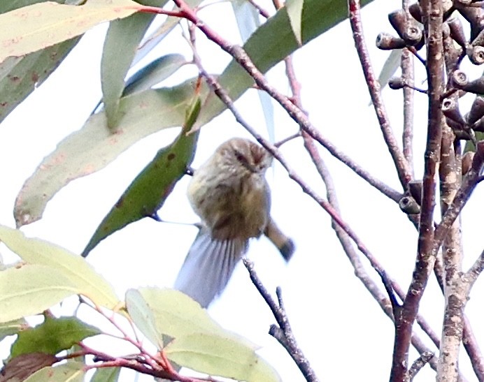 Striated Thornbill - Kumaran Arul