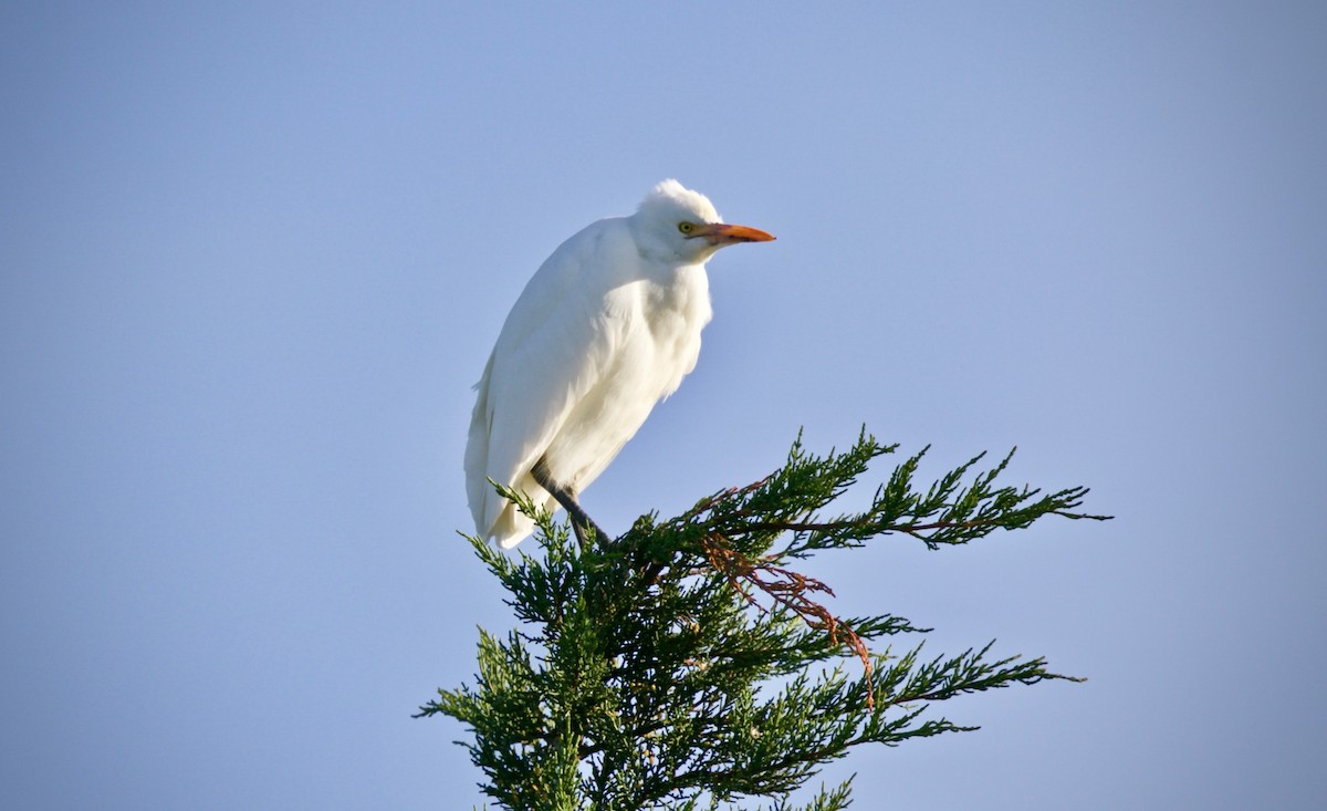 Eastern Cattle Egret - David  Tytherleigh