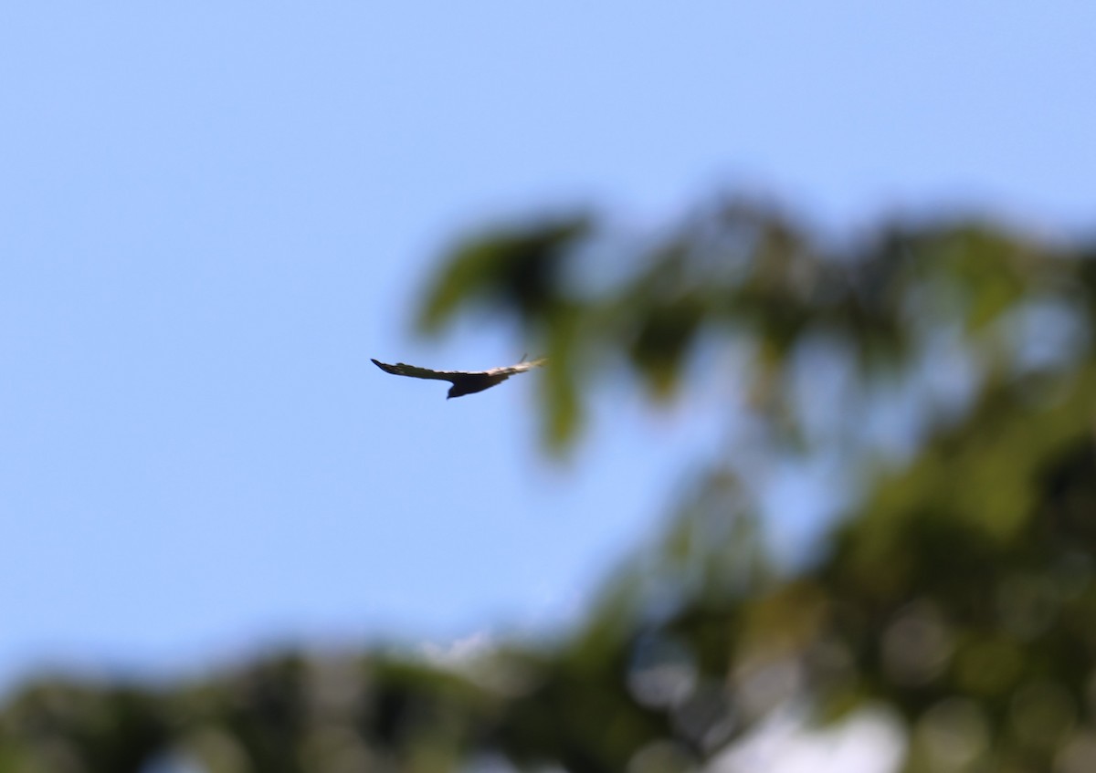 Crested Serpent-Eagle - ML622154590