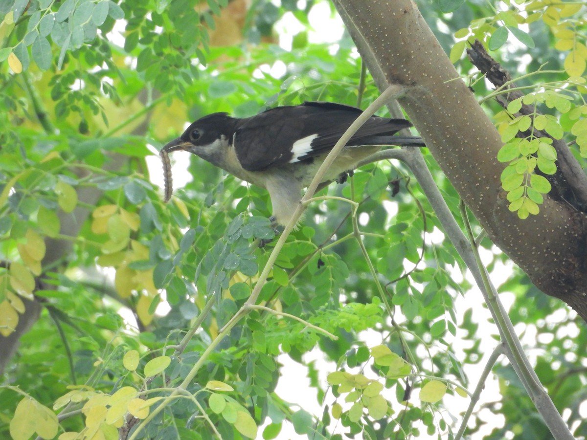 Pied Cuckoo - ML622154592