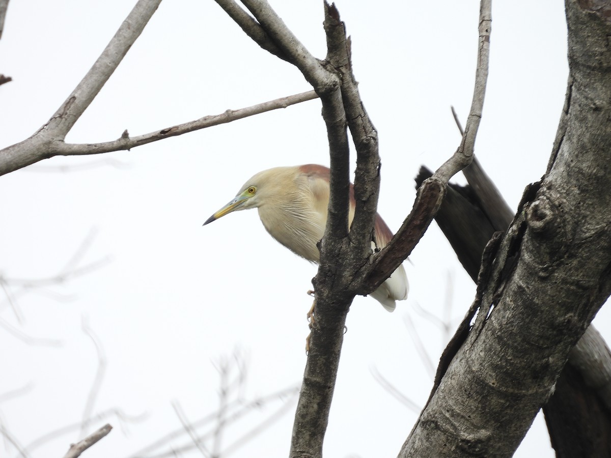 Indian Pond-Heron - ML622154593