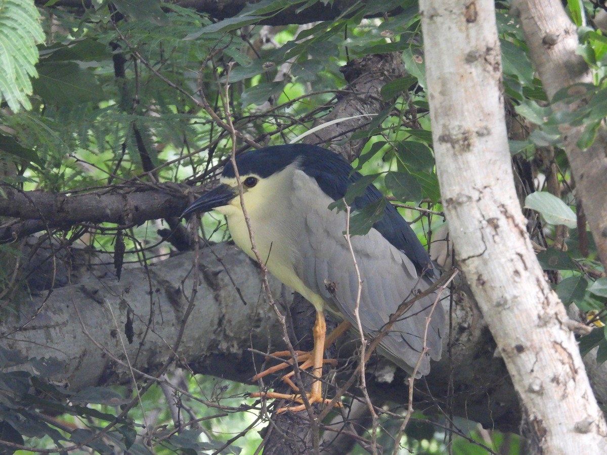 Black-crowned Night Heron - ML622154594