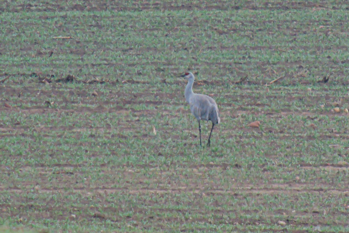 Sandhill Crane - ML622154595