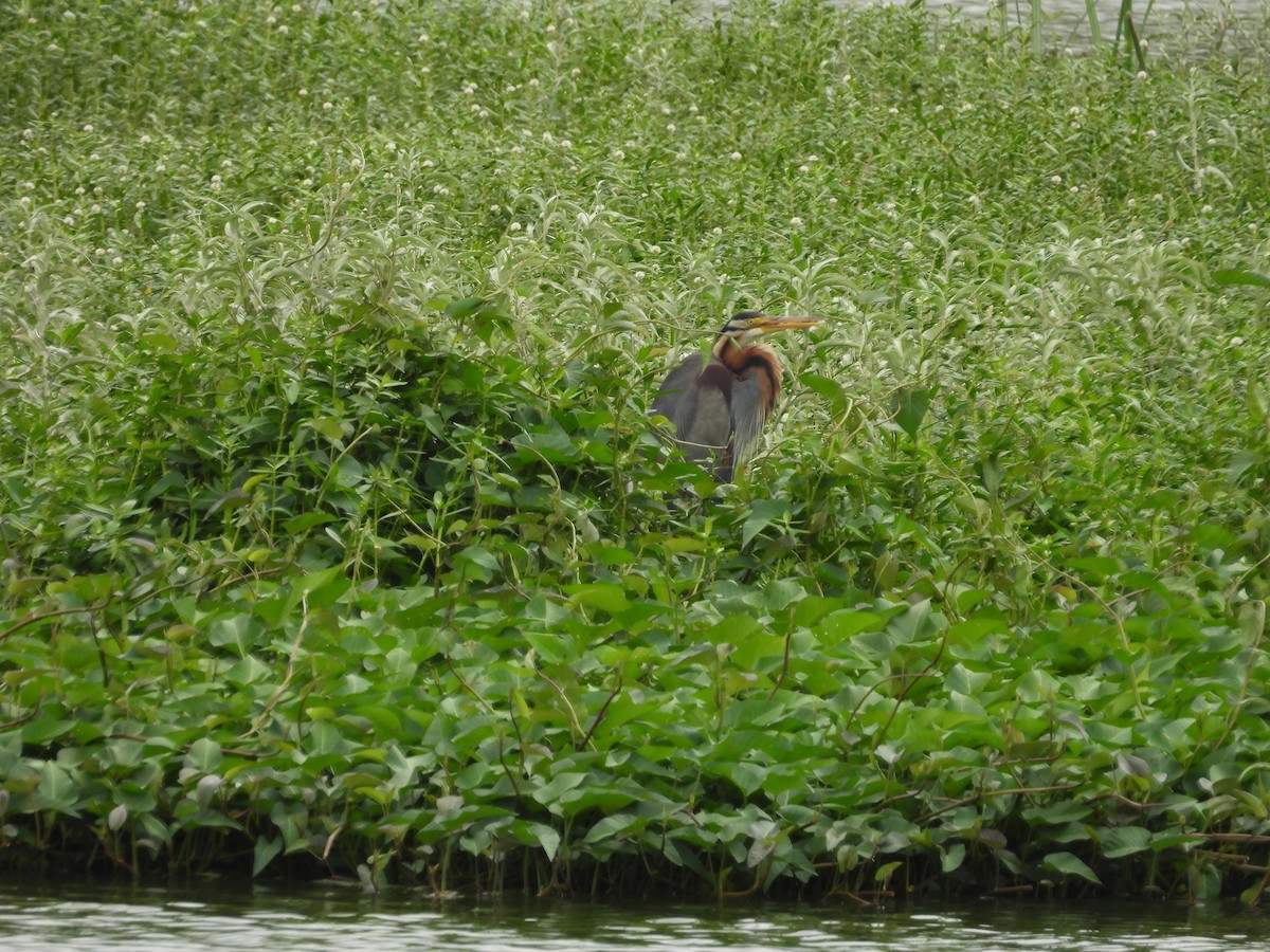 Purple Heron - ML622154600