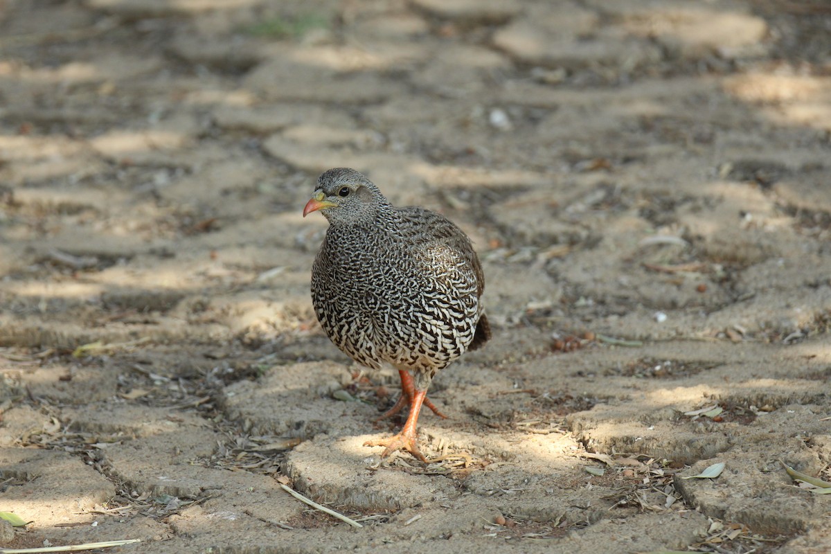 Natal Spurfowl - ML622154601