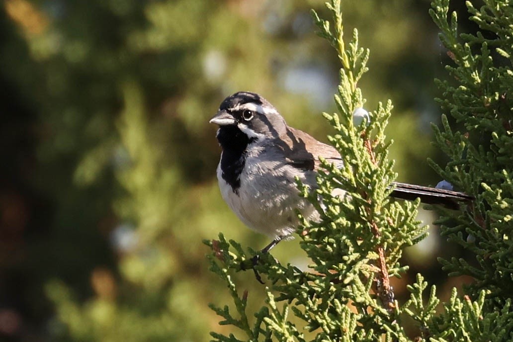 Black-throated Sparrow - ML622154602