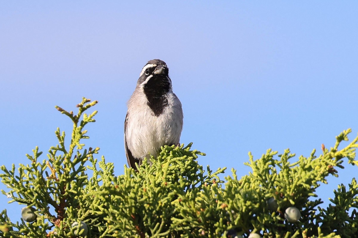 Black-throated Sparrow - ML622154603