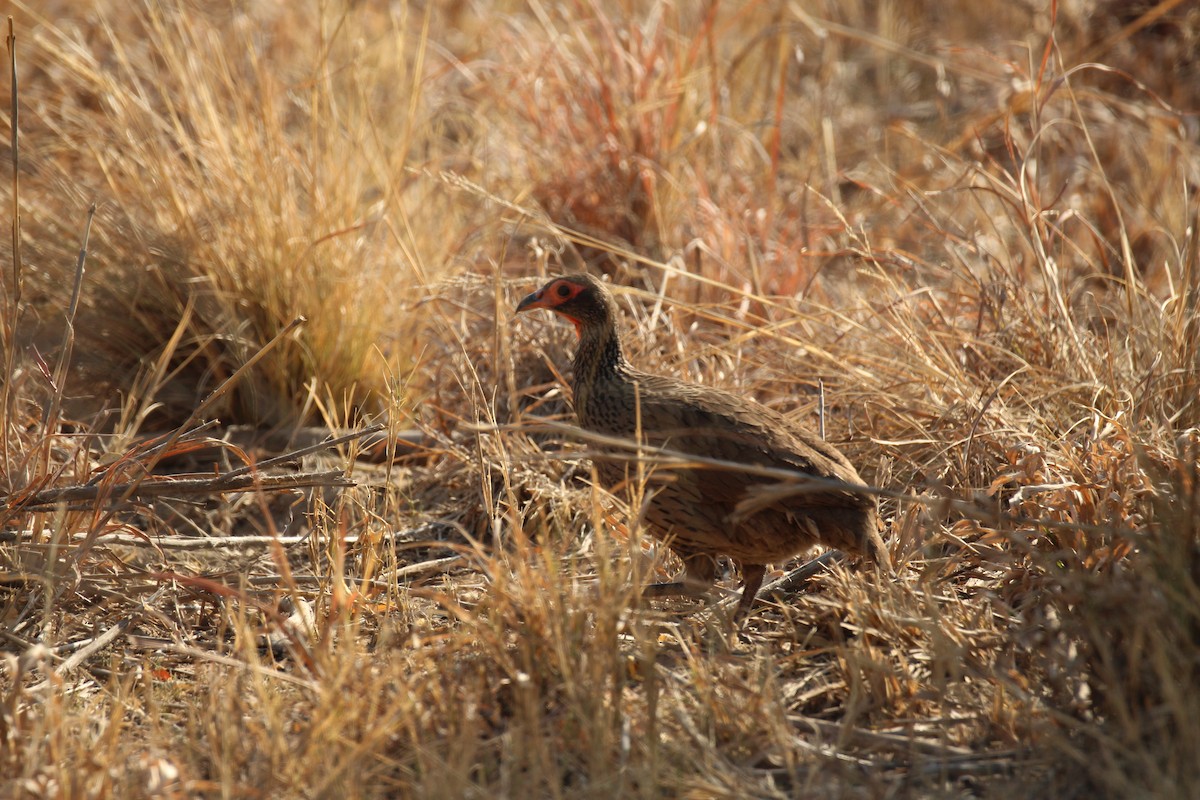 Swainson's Spurfowl - ML622154604