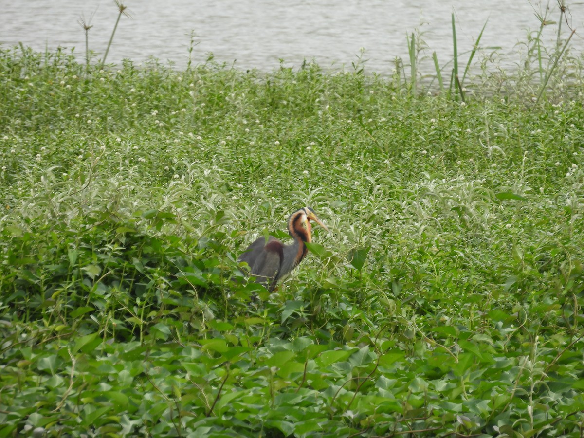 Purple Heron - ML622154605