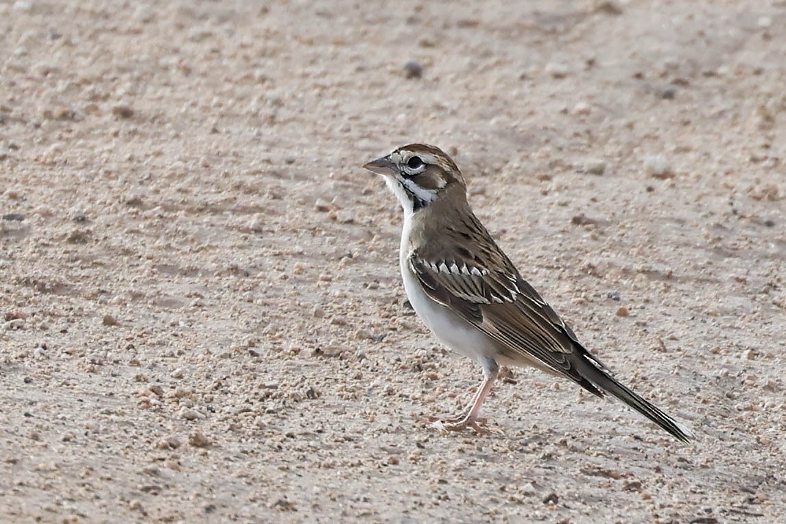 Lark Sparrow - ML622154607