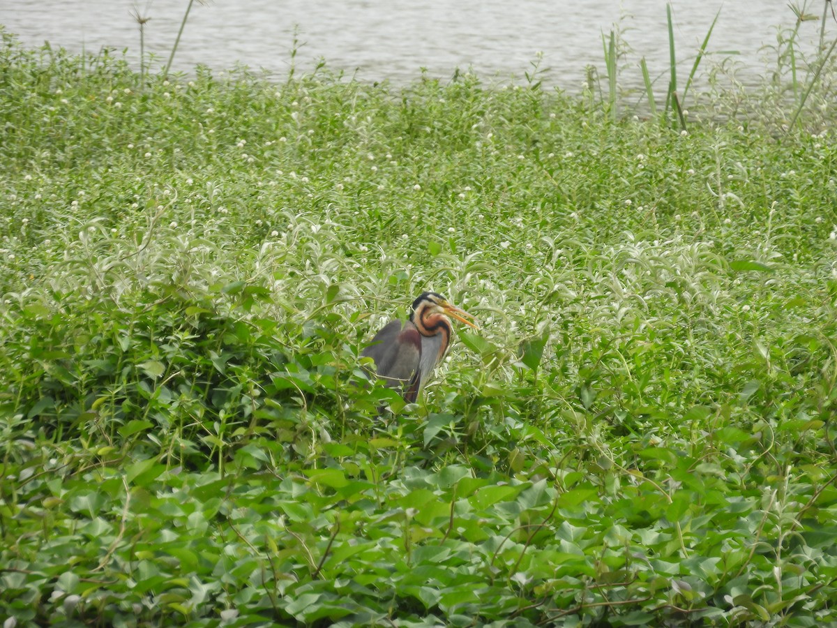 Purple Heron - ML622154608