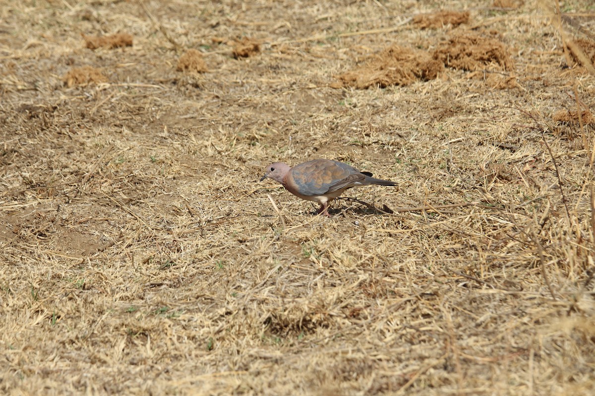 Laughing Dove - ML622154610
