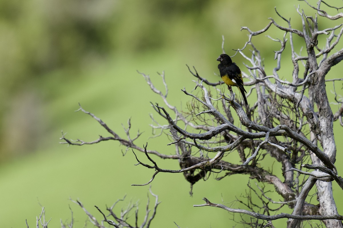 White-winged Grosbeak - ML622154611