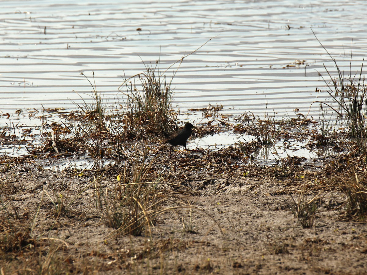 Black Crake - ML622154612