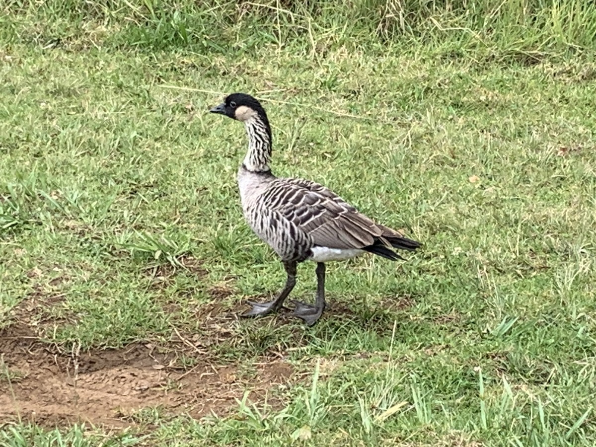 Hawaiian Goose - ML622154614