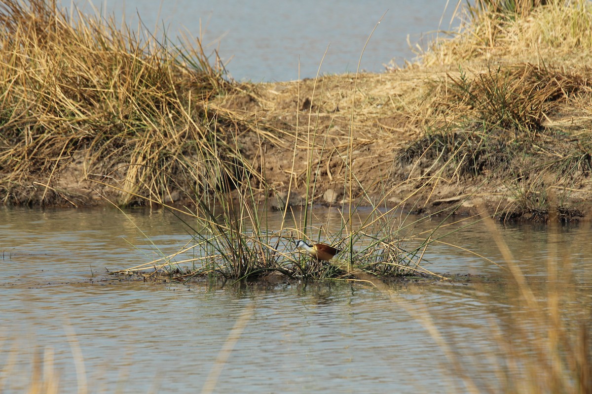 African Jacana - Talia Härtel