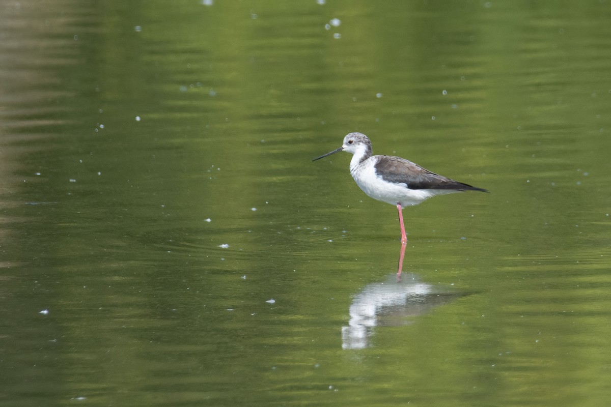 Black-winged Stilt - ML622154617