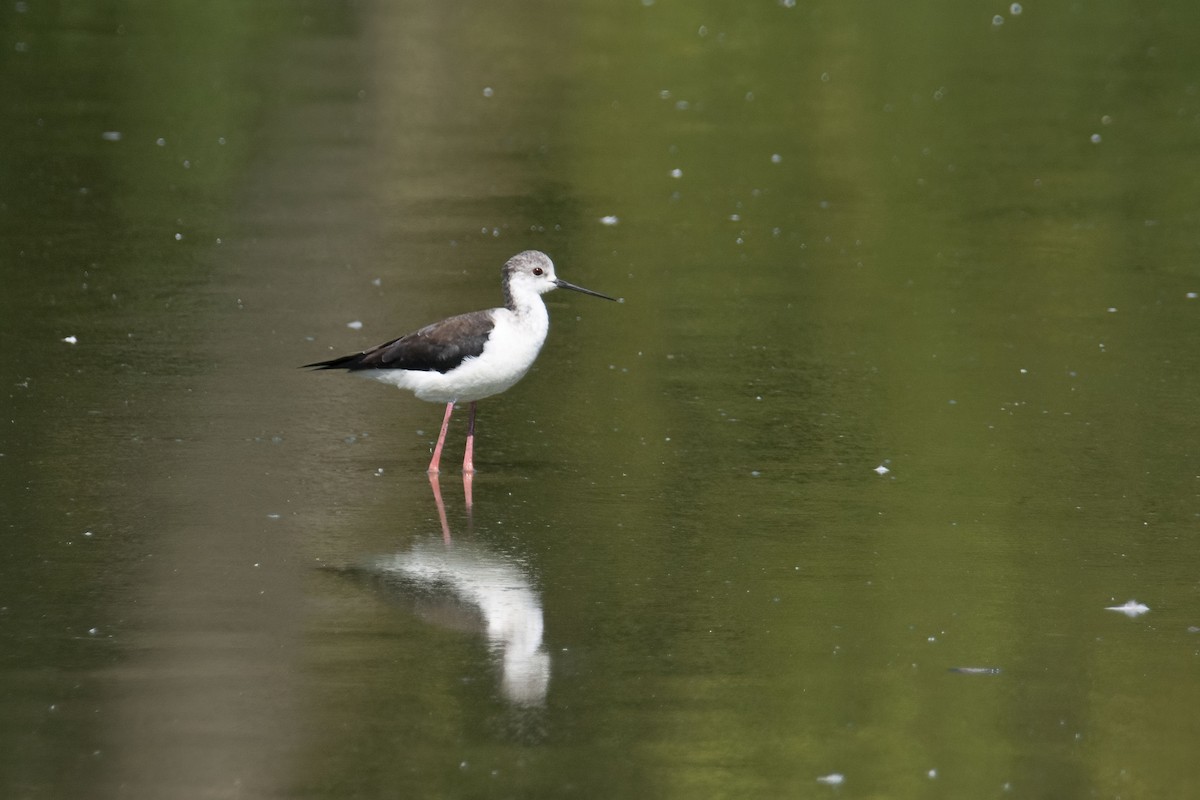 Black-winged Stilt - ML622154618