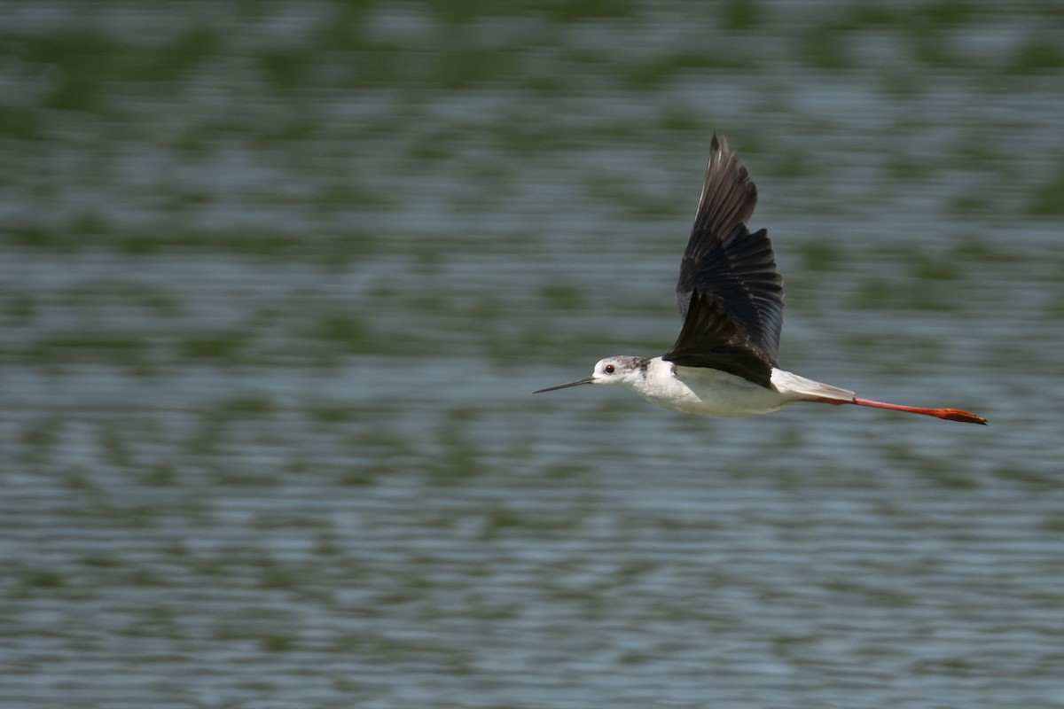 Black-winged Stilt - ML622154619