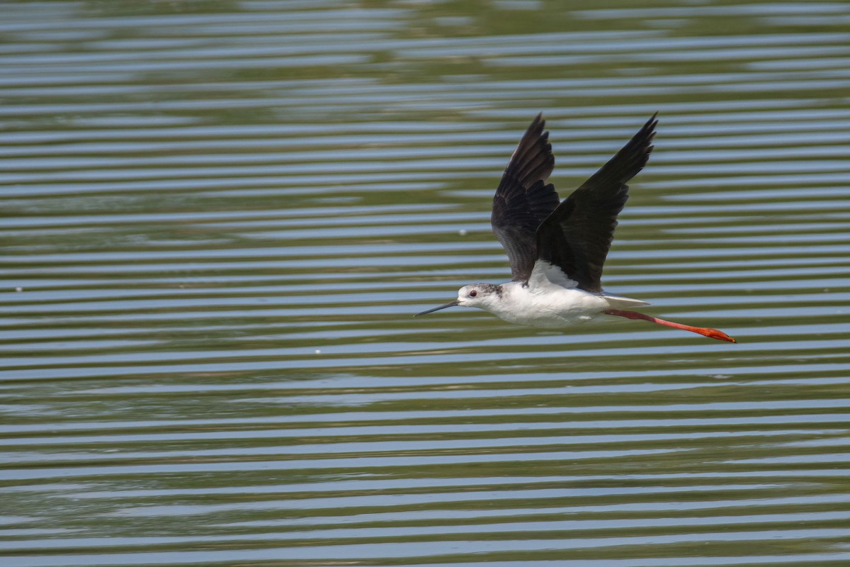 Black-winged Stilt - ML622154620