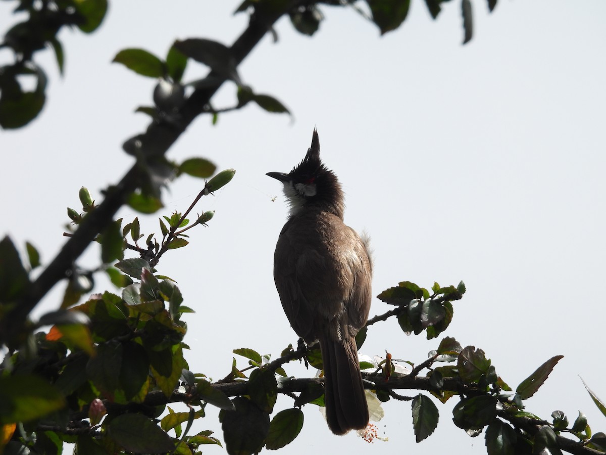 Red-whiskered Bulbul - ML622154621