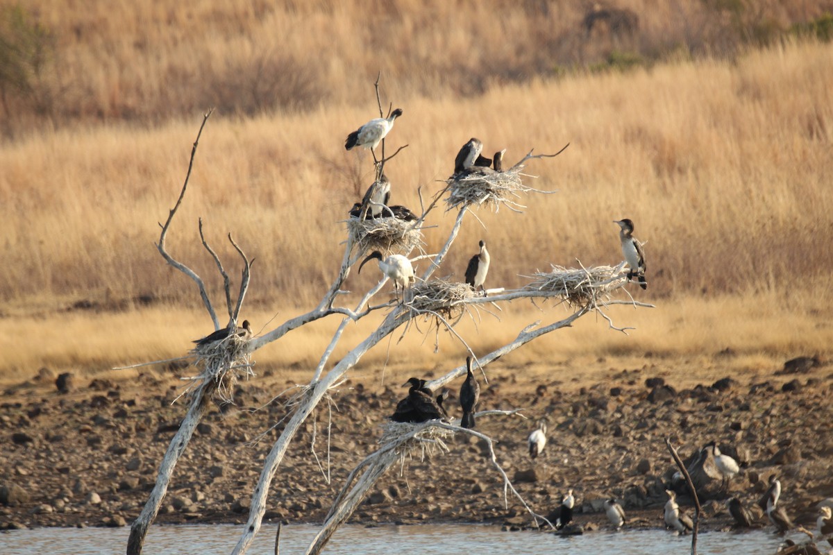 African Sacred Ibis - ML622154622