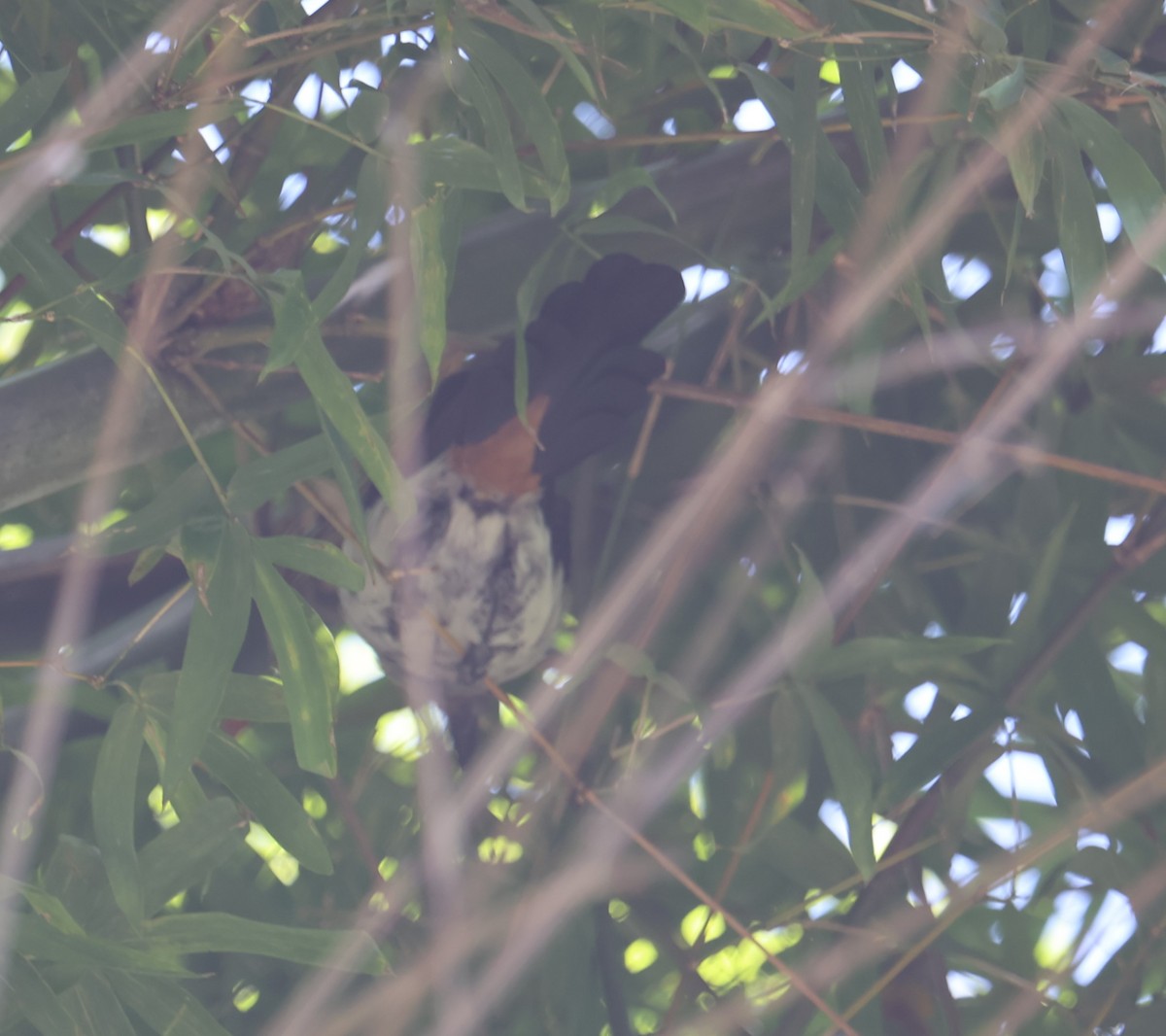 Gray Treepie - ML622154624