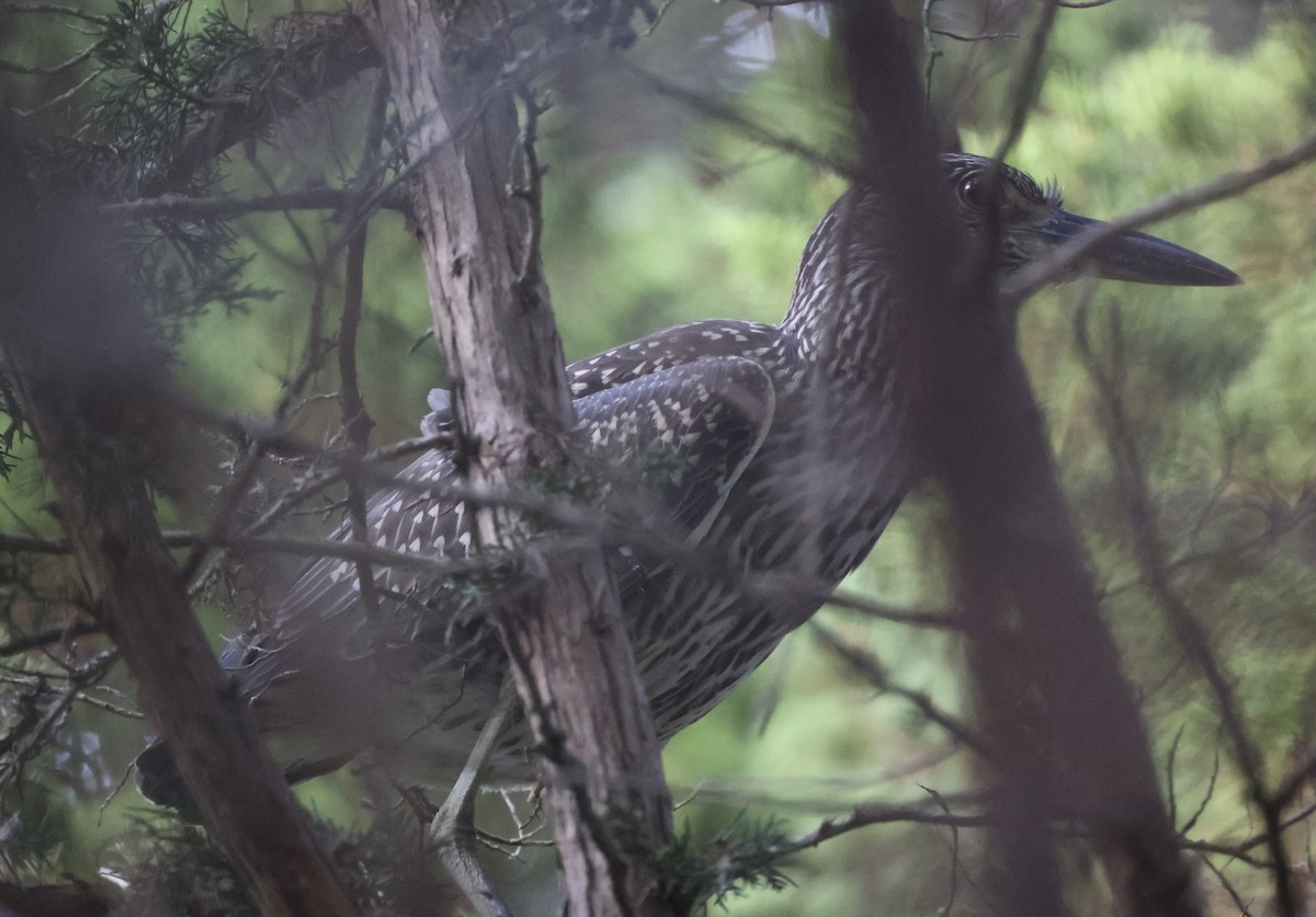 Yellow-crowned Night Heron - ML622154631