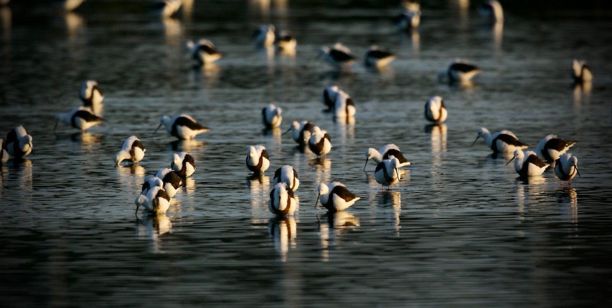 Banded Stilt - ML622154634