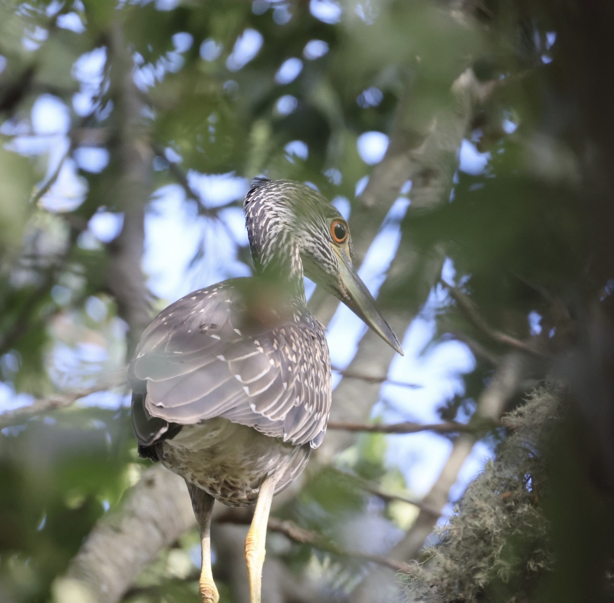 Black-crowned Night Heron - ML622154642