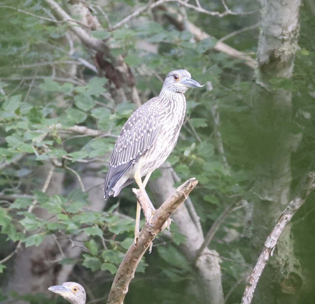 Black-crowned Night Heron - ML622154651