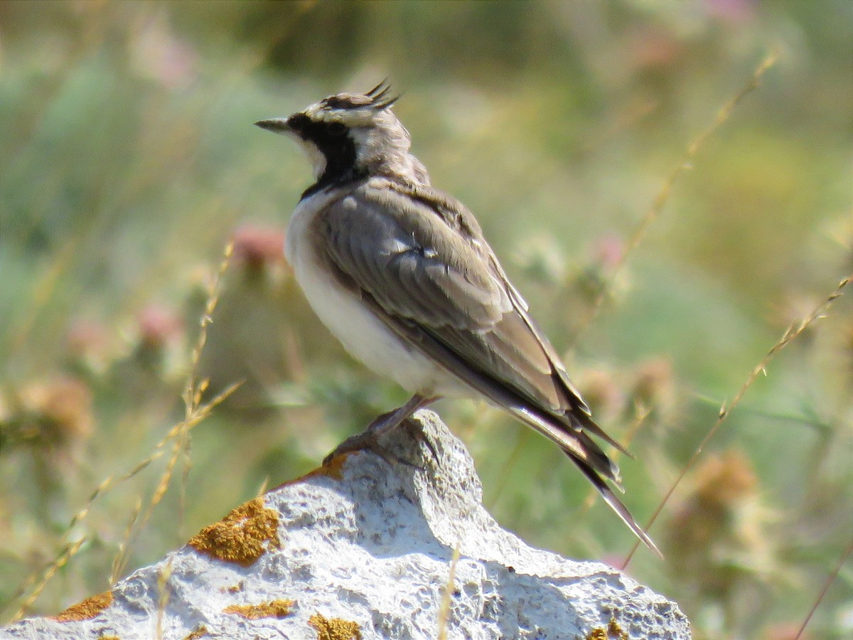 Horned Lark - Amirmahdi Keykha