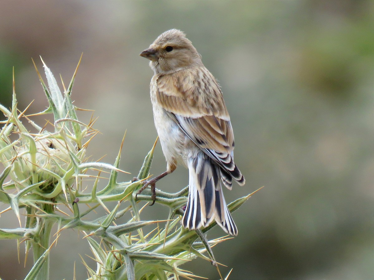 Eurasian Linnet - Amirmahdi Keykha