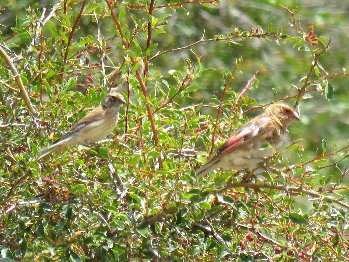 Roselin à ailes roses - ML622154702