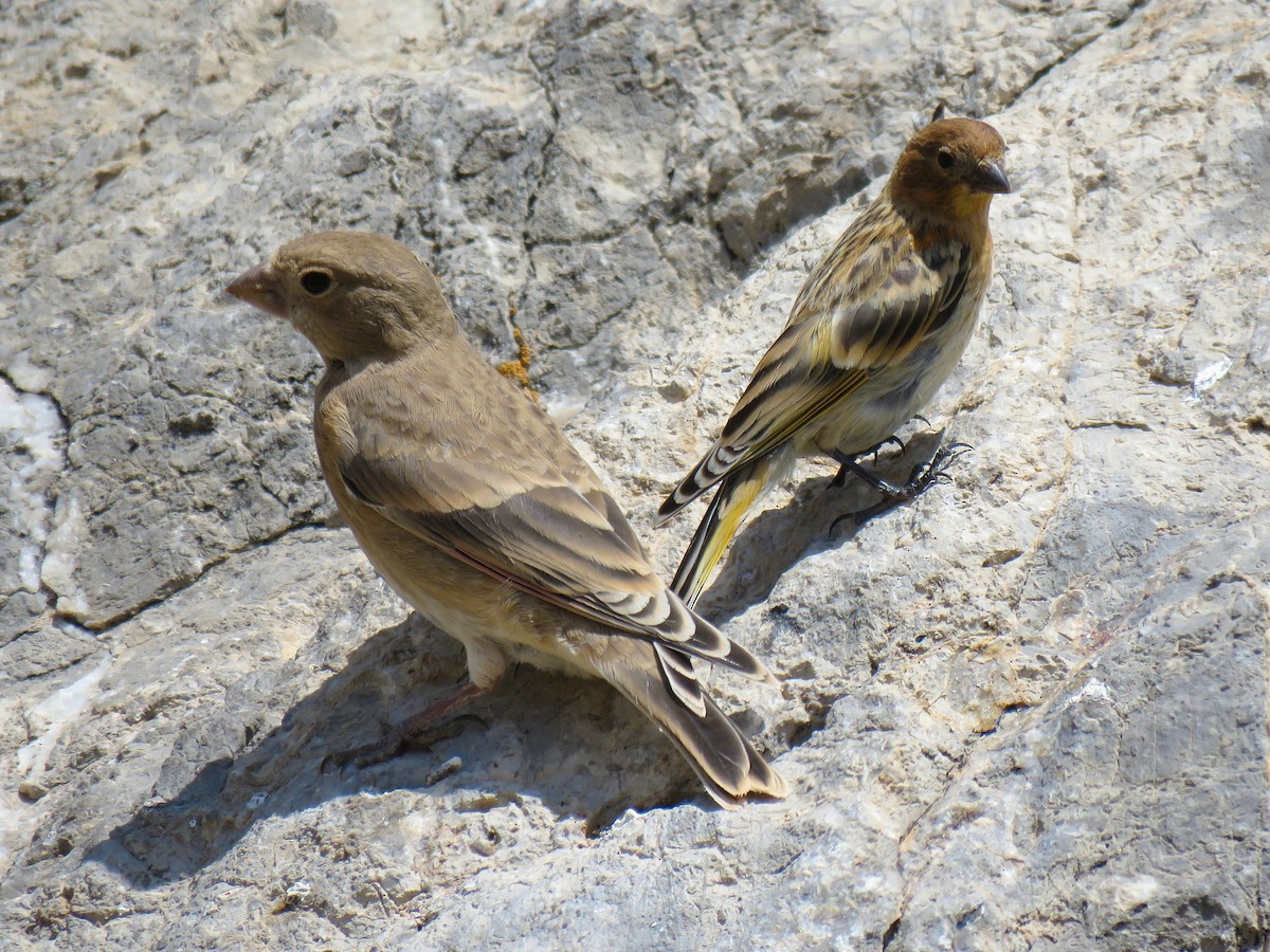 Crimson-winged Finch - ML622154704