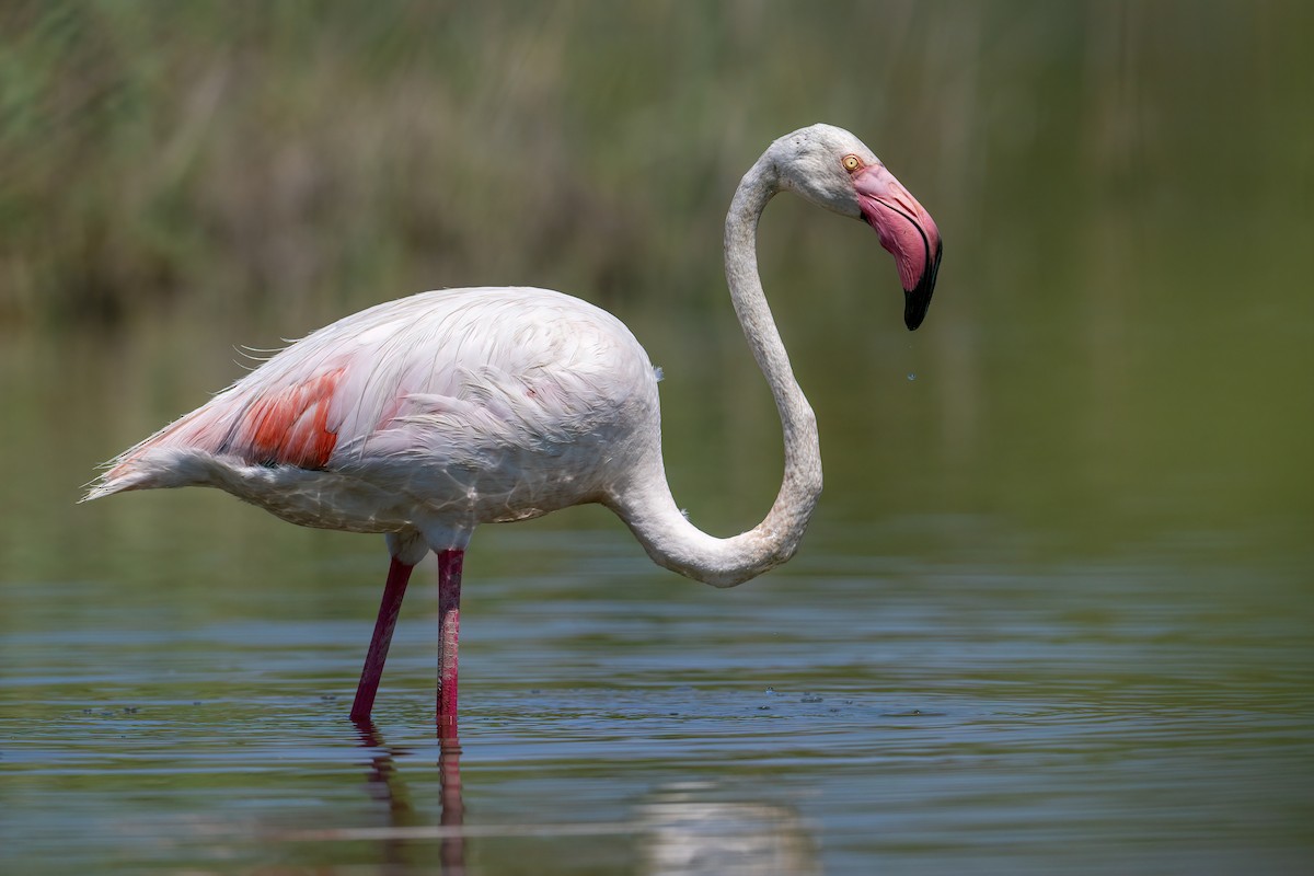 Flamant rose - ML622154817