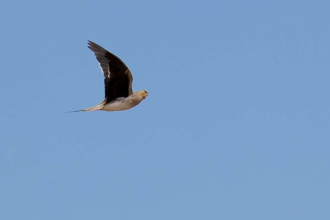 Tibetan Sandgrouse - ML622154826