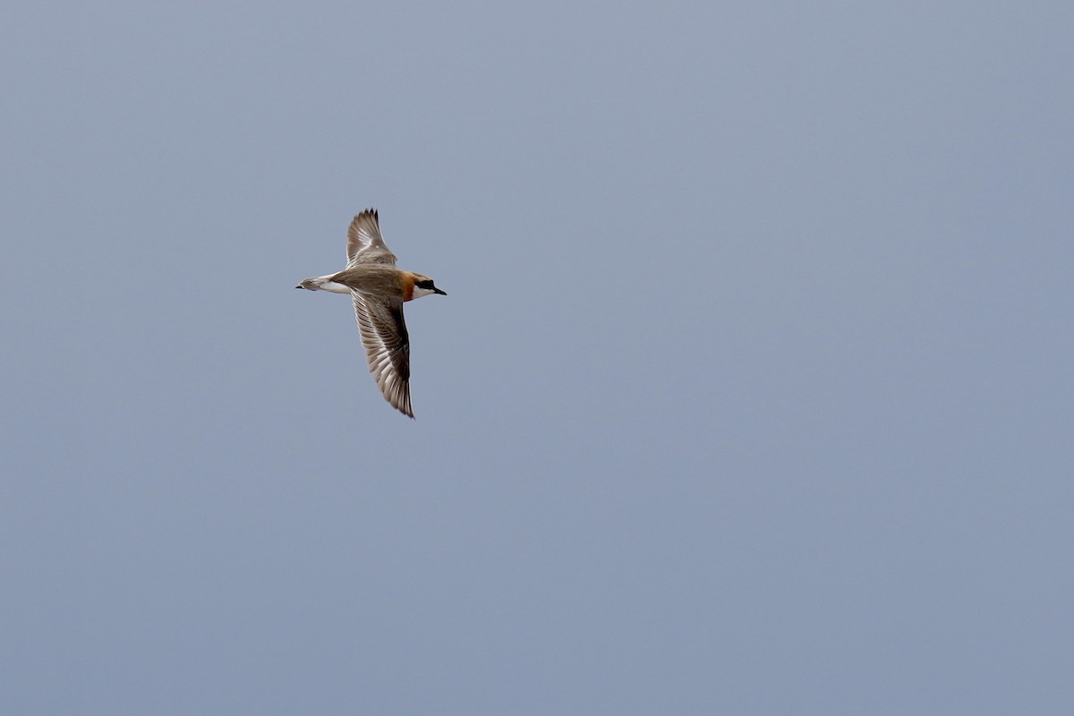 Tibetan Sand-Plover - ML622154829