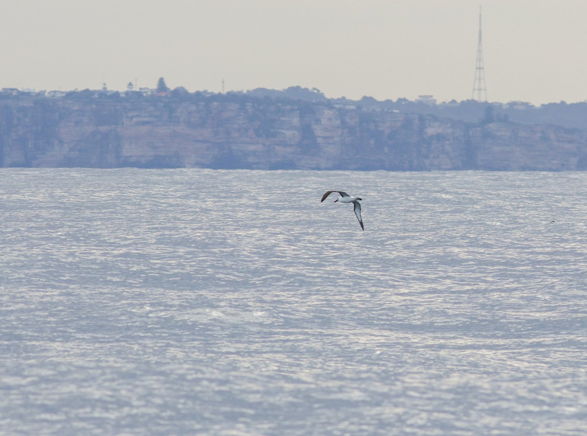 Indian Yellow-nosed Albatross - ML622154848