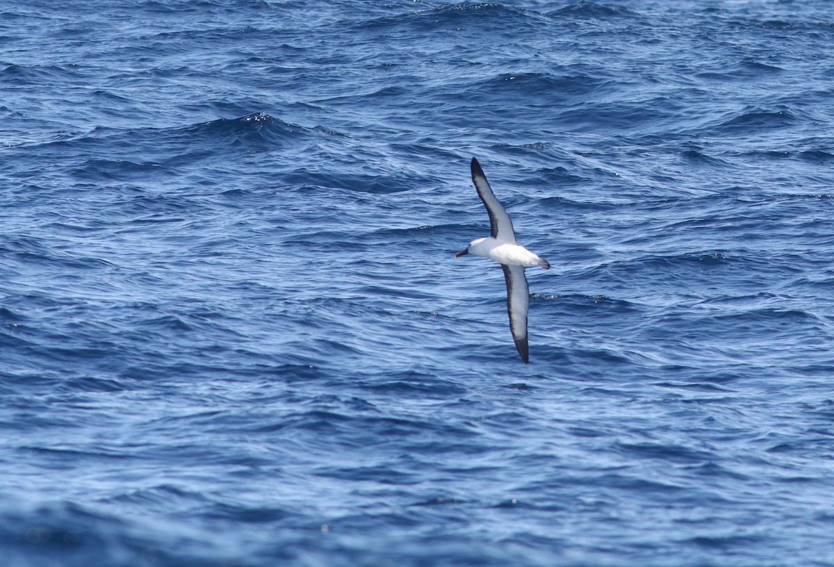 Indian Yellow-nosed Albatross - ML622154849