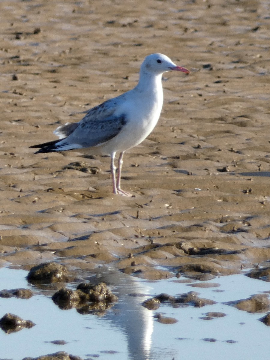 Slender-billed Gull - Peter Milinets-Raby