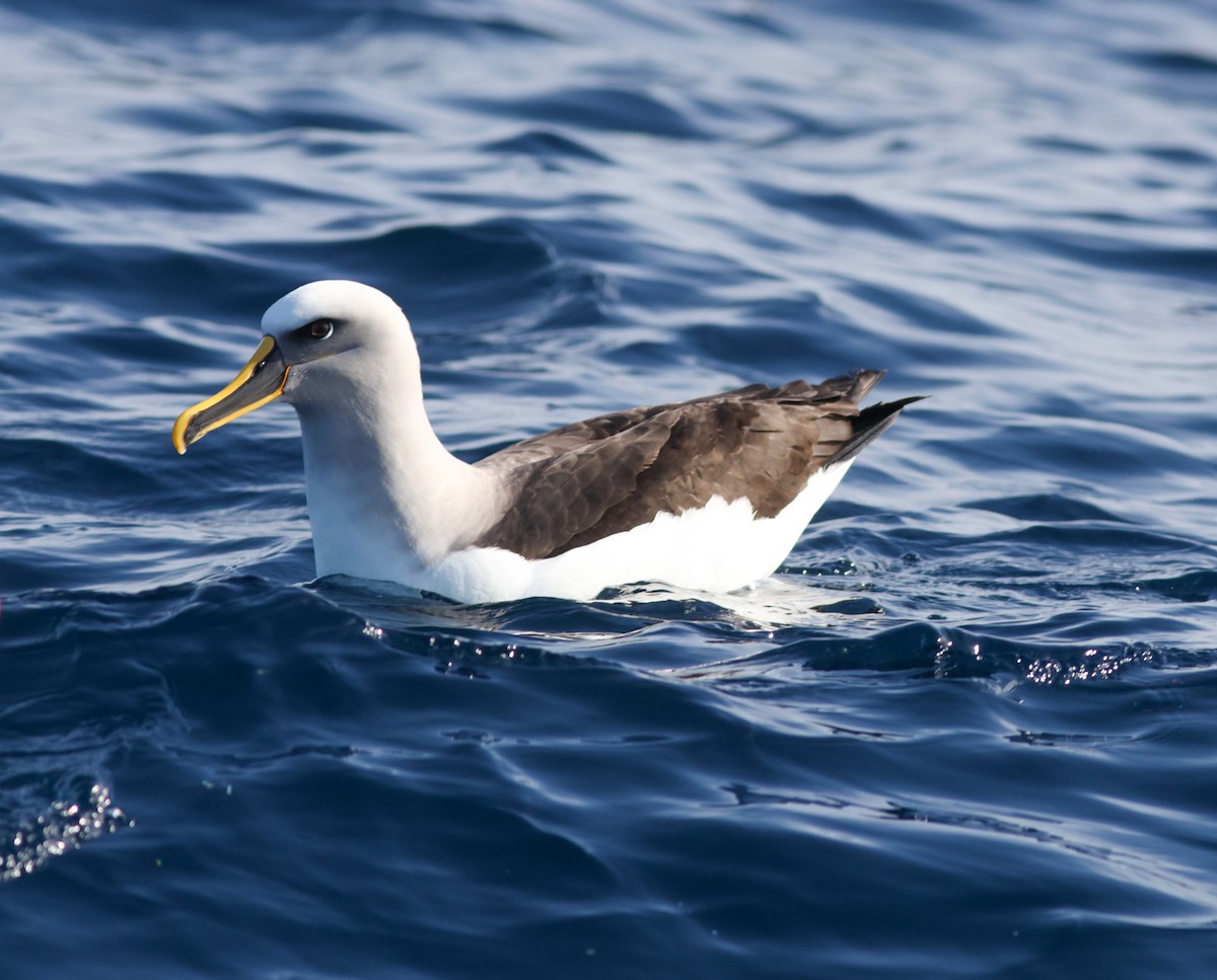 Buller's Albatross - ML622154861