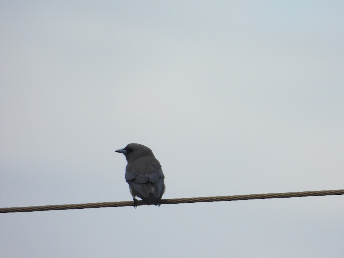 Ashy Woodswallow - ML622154864