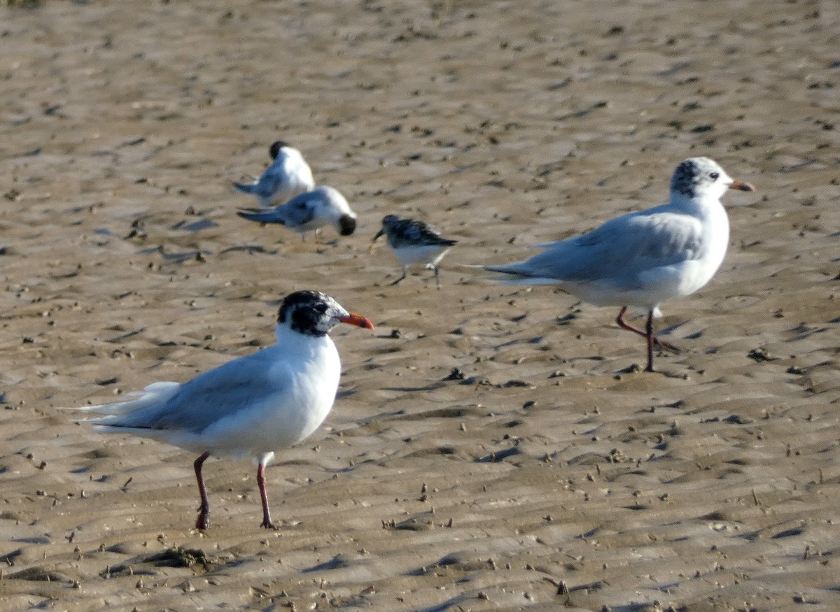 Mediterranean Gull - Peter Milinets-Raby