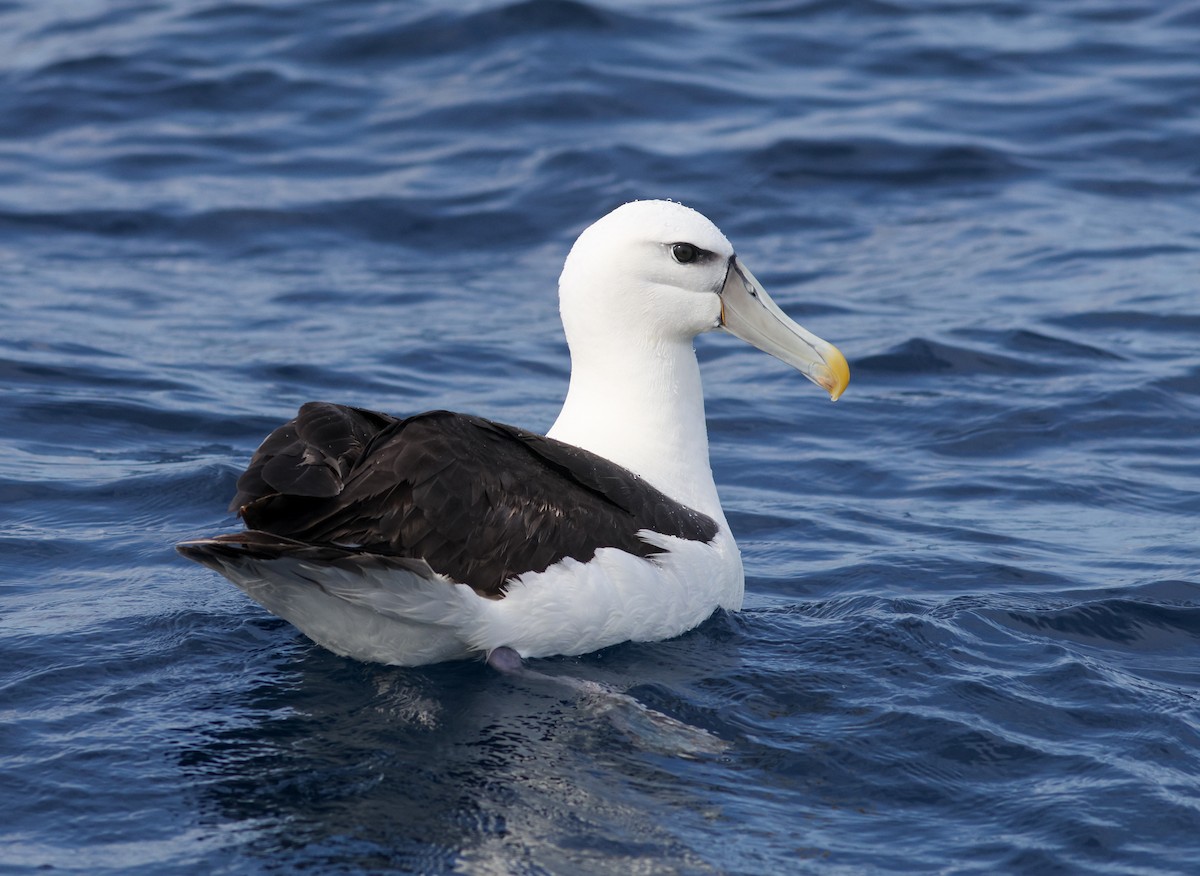 White-capped Albatross - ML622154872