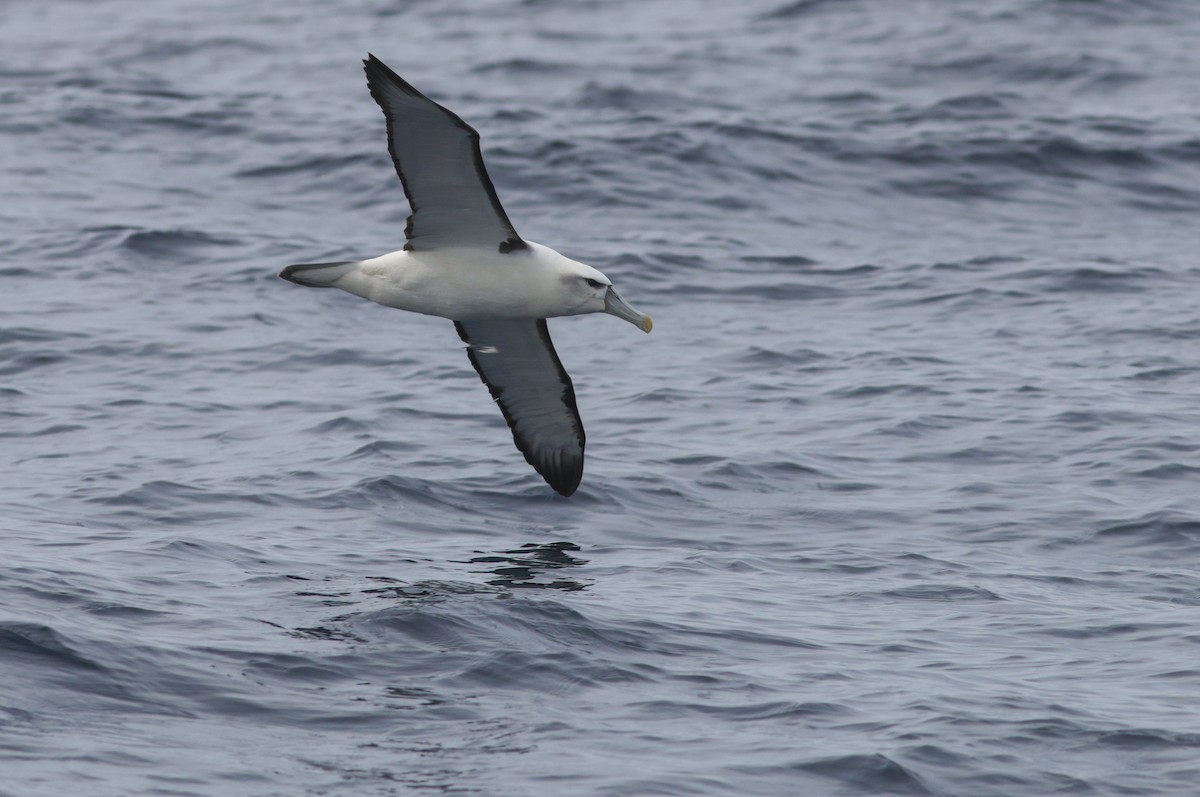 White-capped Albatross - ML622154873