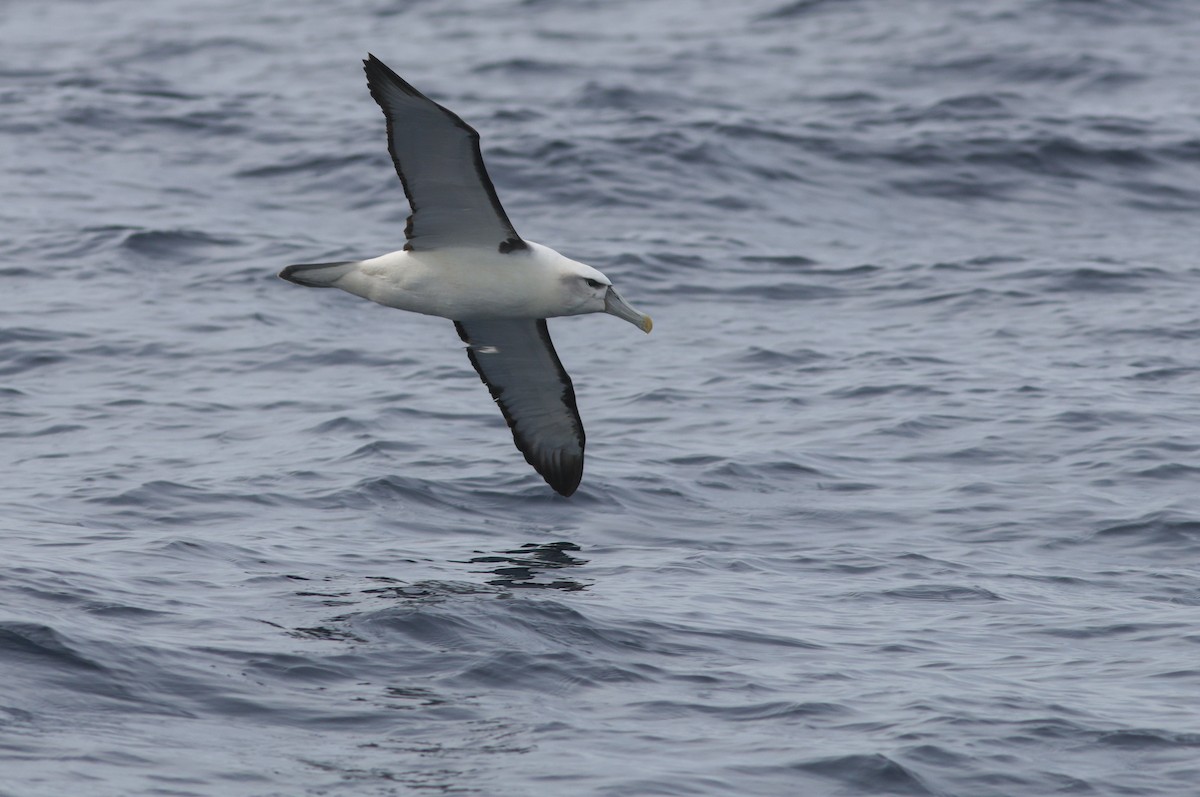 White-capped Albatross - Greg McLachlan