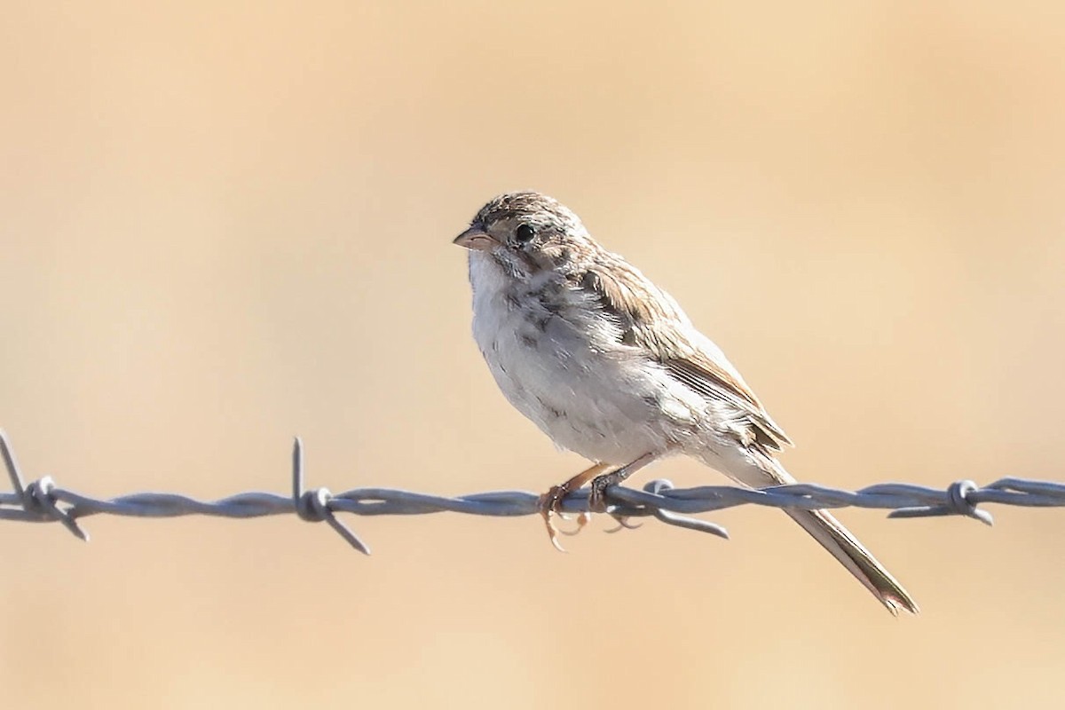 Brewer's Sparrow - ML622154875